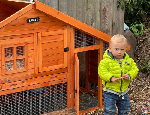 Chicken coop: September update